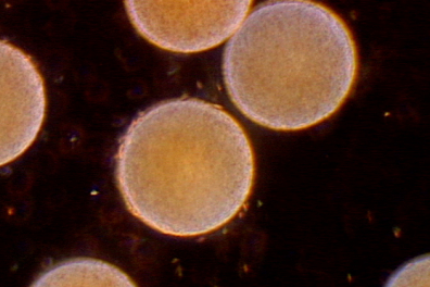 La reproduction du Fucus vésiculeux (algue brune)